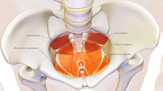 Diagram of pelvis